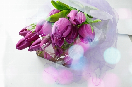 Tulips purple background bouquet Photo