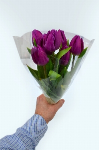 Tulips purple background bouquet Photo