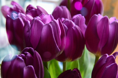 Tulips purple background bouquet Photo