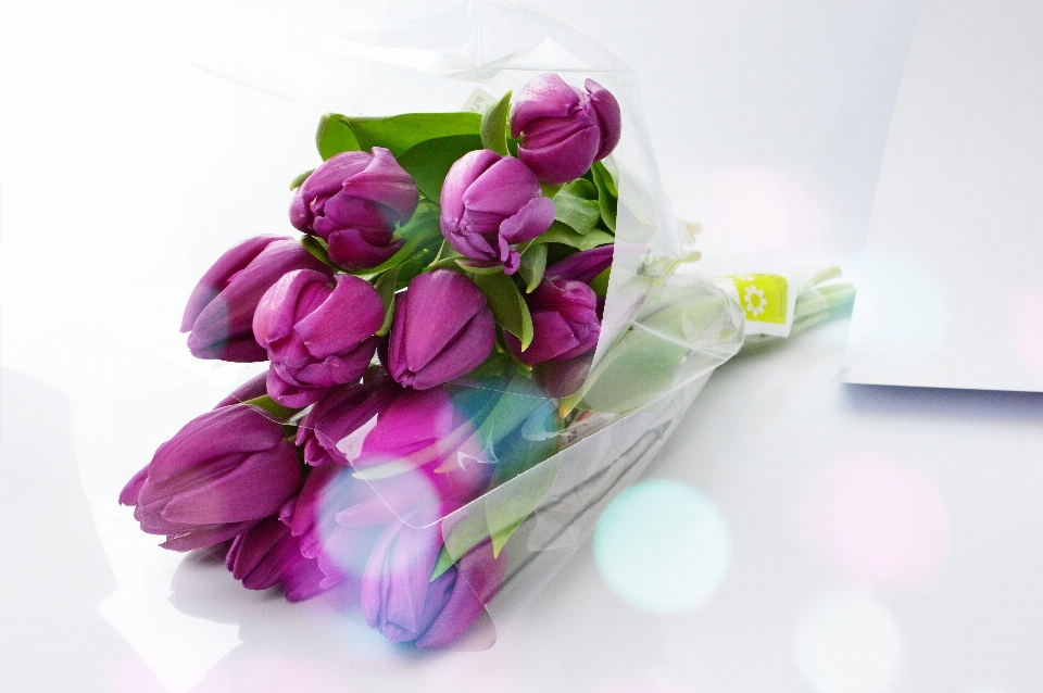 Tulips purple background bouquet