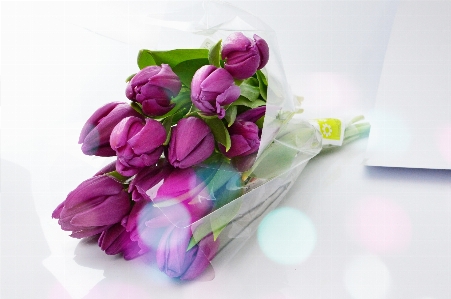 Tulips purple background bouquet Photo