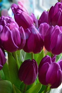 Tulips purple background bouquet Photo