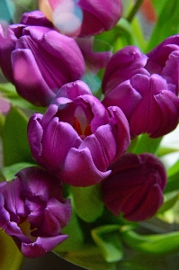 Tulips purple background bouquet Photo