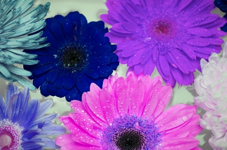 African daisy attractive background beautiful Photo