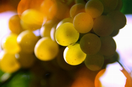 White grapes grape vine Photo