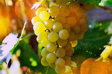 White grapes grape vine Photo