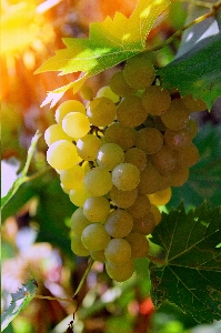 White grapes grape vine Photo