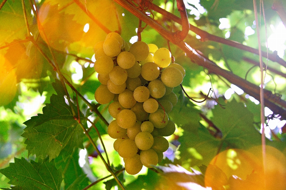 Blanco uvas uva vine