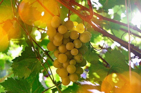 White grapes grape vine Photo