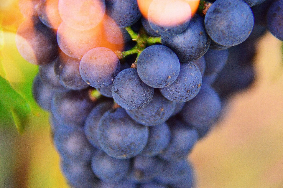 Uva vinho uvas natural