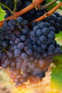 Grape wine grapes natural Photo