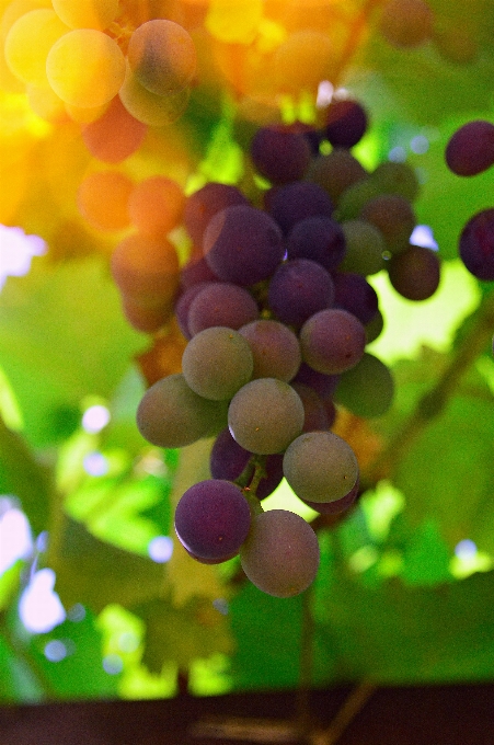 Uva vino uvas natural