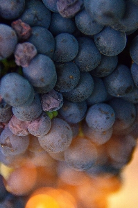 Grape wine grapes natural Photo