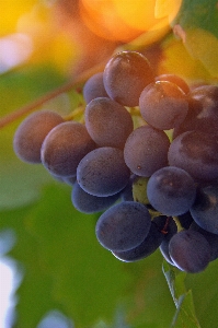 Grape wine grapes natural Photo