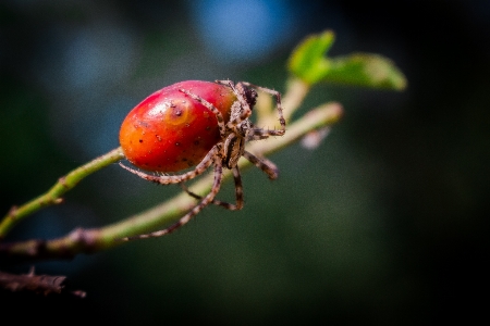 Foto Araña vida verde y azul
 madera