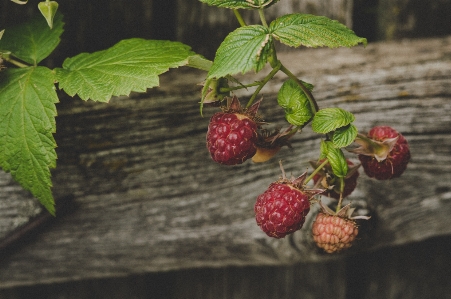 Berries focus leaves nature Photo