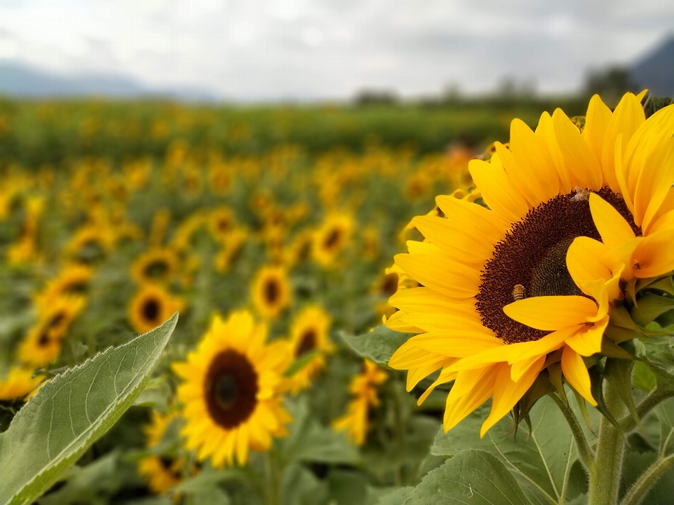 Girasol girasoles campo flores