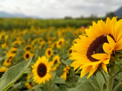 Sunflower sunflowers field flowers Photo