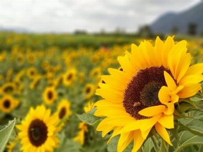 Sunflower sunflowers fields flowers Photo