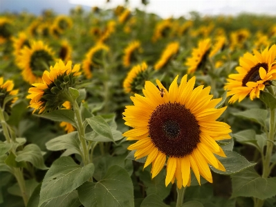 Bees sunflower sunflowers field Photo