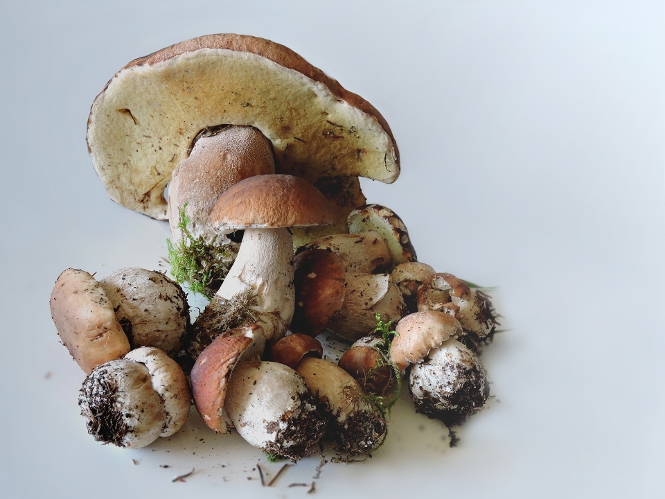 Funghi porcini
 alimentari
 autunno