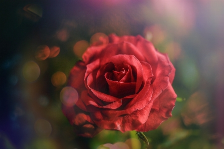 Rose red flower petal Photo