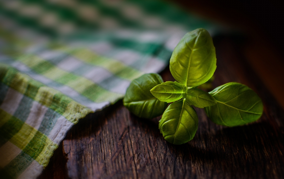 Albahaca hoja hierba alimento