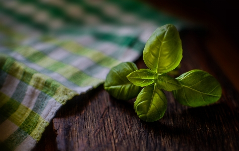 Basil leaf herb food Photo