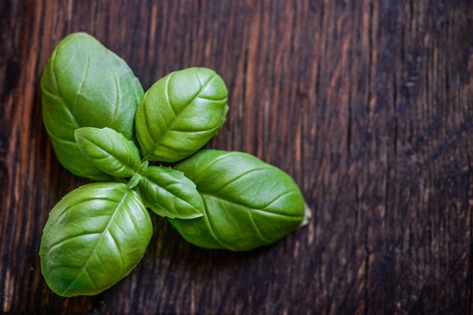 Basil leaf herb food