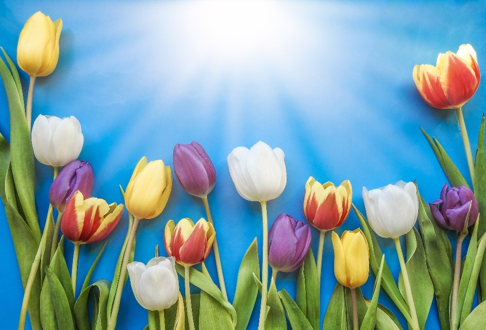 Tulpe natur blume ostern