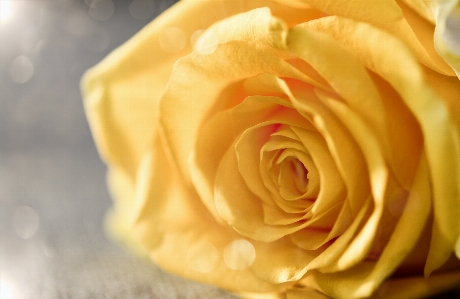 Flower rose yellow family Photo