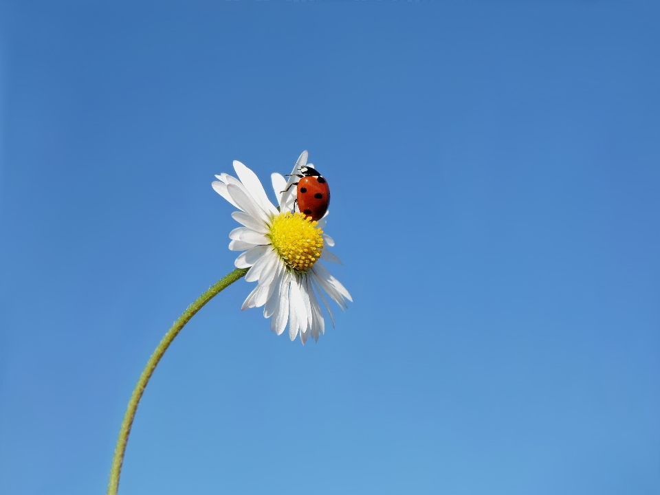 Ladybug luck beetle insect