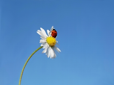 Ladybug luck beetle insect Photo