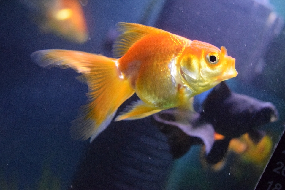 水族館 魚 美しさ 金魚
