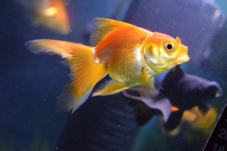 Aquarium fish beauty goldfish Photo