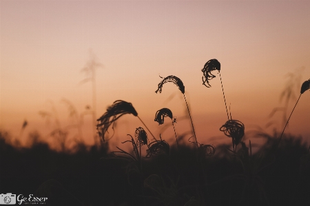 Nature sky sunrise morning Photo