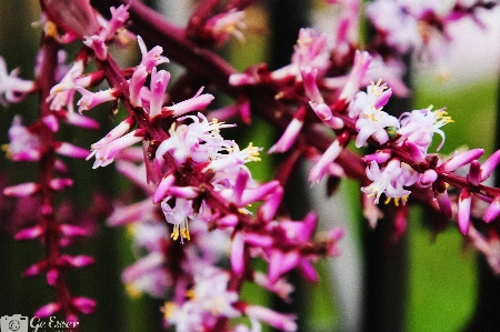 Foto Flores flor plantar rosa