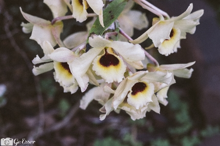 Blume blühende pflanze
 anlage flora Foto