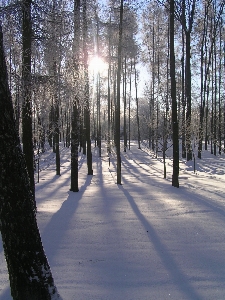 Foto Inverno parque neve árvore