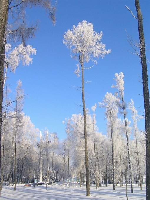 Schnee winter himmel baum