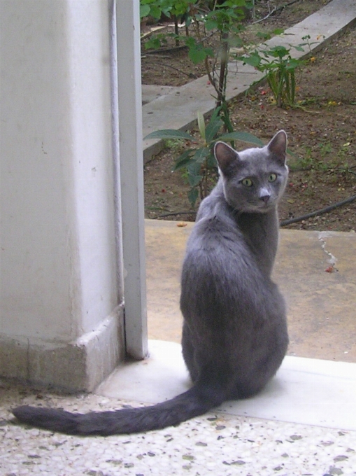 Gatto grigio
 fauna gatti di piccola e media taglia
