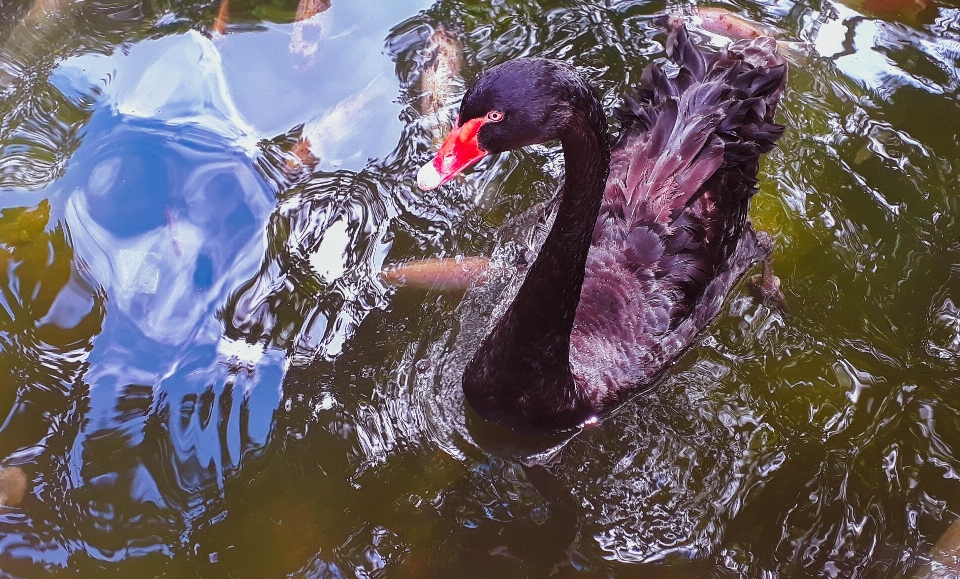 Zwierząt woda ptak fauna