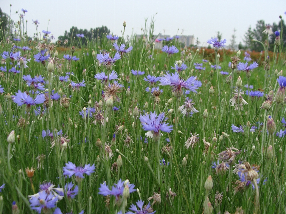 Flowers flower flora ecosystem