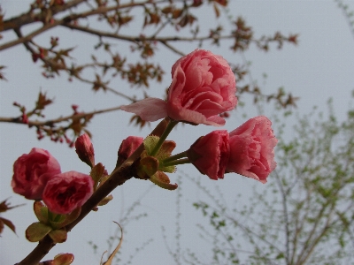 Blumen rot blüte rosa Foto