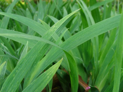 Foto árvore plantar grama folha