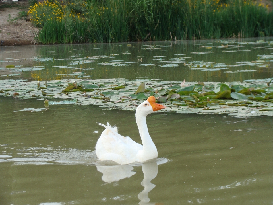 Gans vogel wasservogel
 wasser