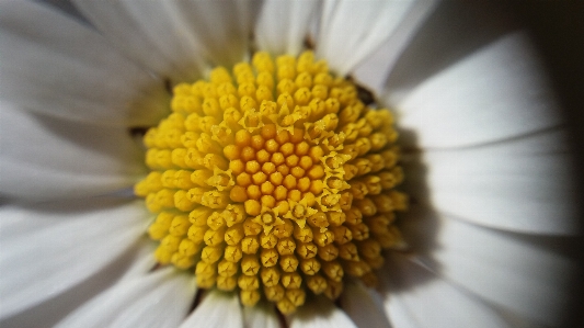 Beyaz çiçek papatya
 makro Fotoğraf