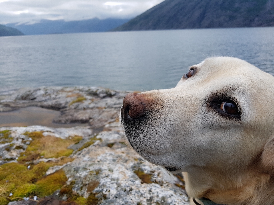 Labrador animal chien fermer
