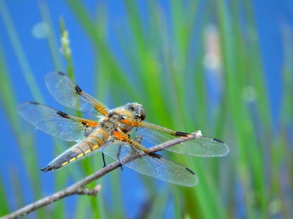 Dragonfly insect moor dragonflies and damseflies