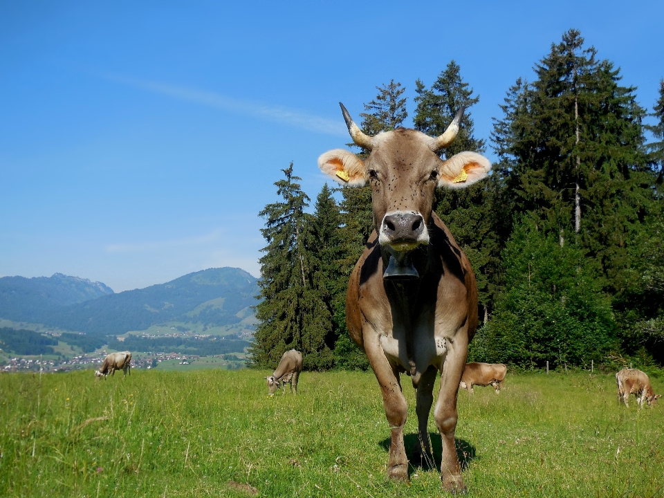 Vaca leite gado como mamífero
 pasto
